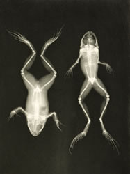 frog x-rays .jpg