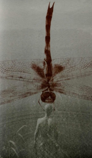 zhang huan dragonfly silkscreen small.jpg